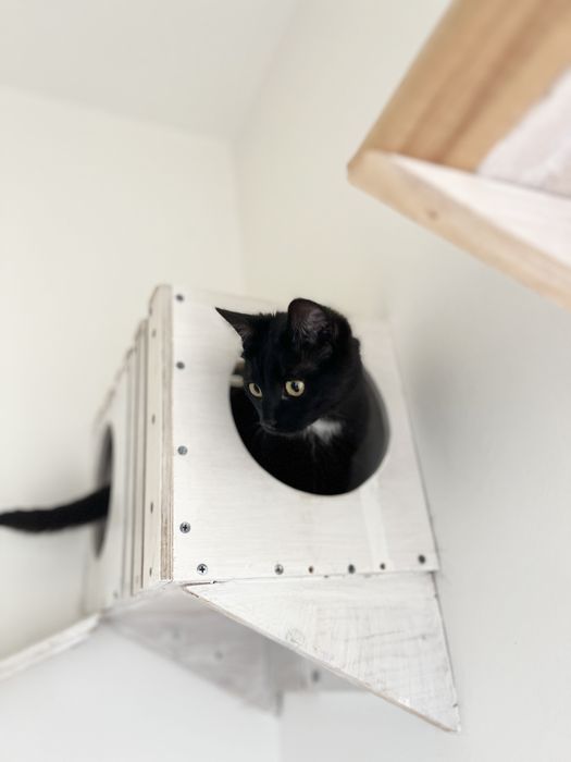 KLIMEK - dama w białym krawacie