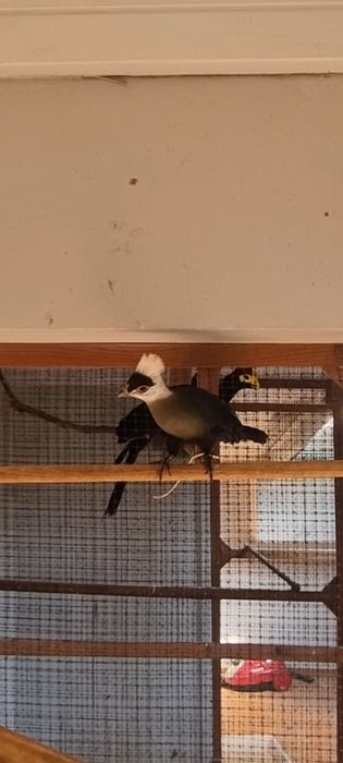 Turaco de Crista Branca