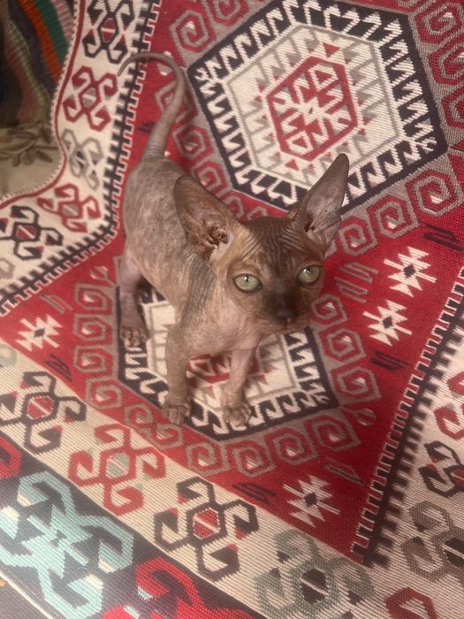 Канадський сфінкс дівчинка
