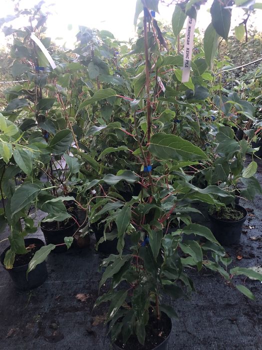 Актинідія ( міні ківі) багато сортів