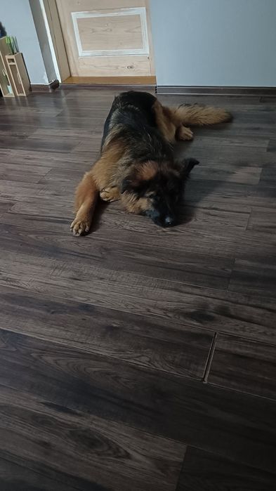 Oddam owczarka niemieckiego