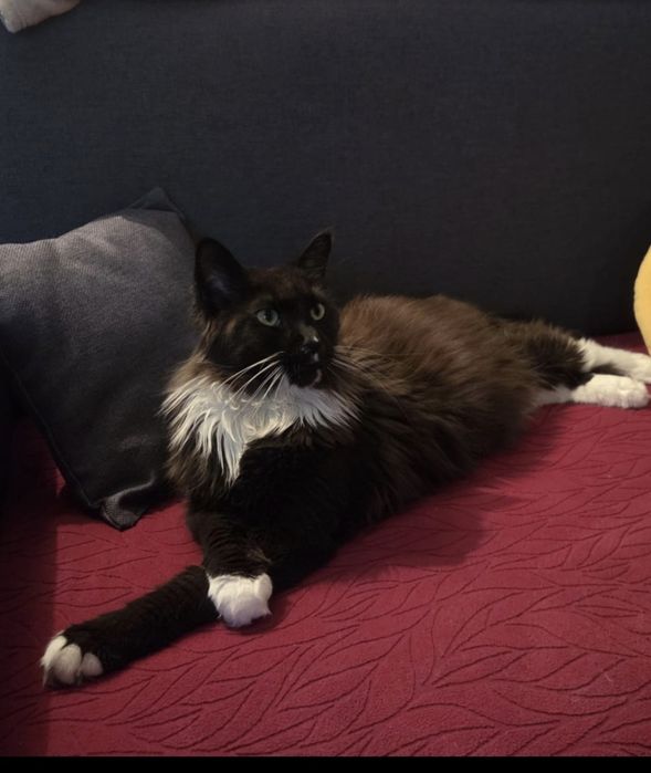 ZAREZERWOWANY. Maine Coon kocurek Boston