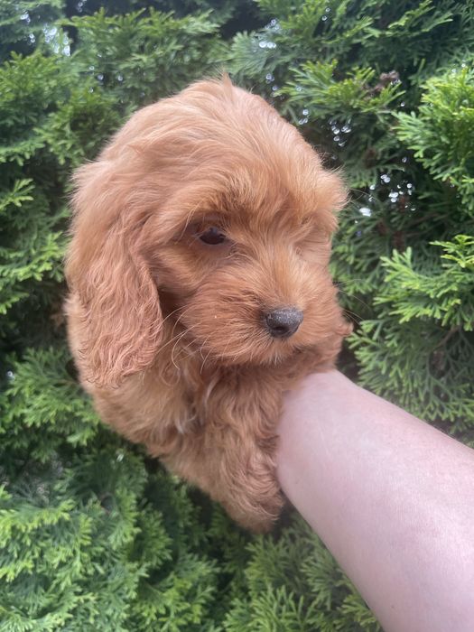 Cockapoo szczeniaki