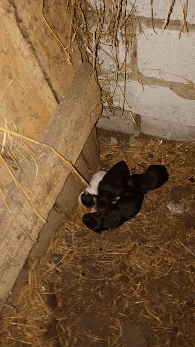 Віддам цуценят в гарні руки