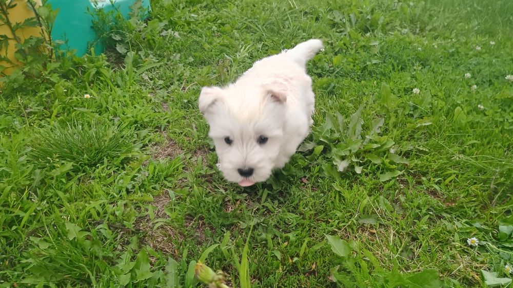 West highland white terrier