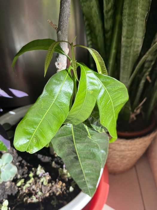 Árvore de anonas, romãs, manga,abacate