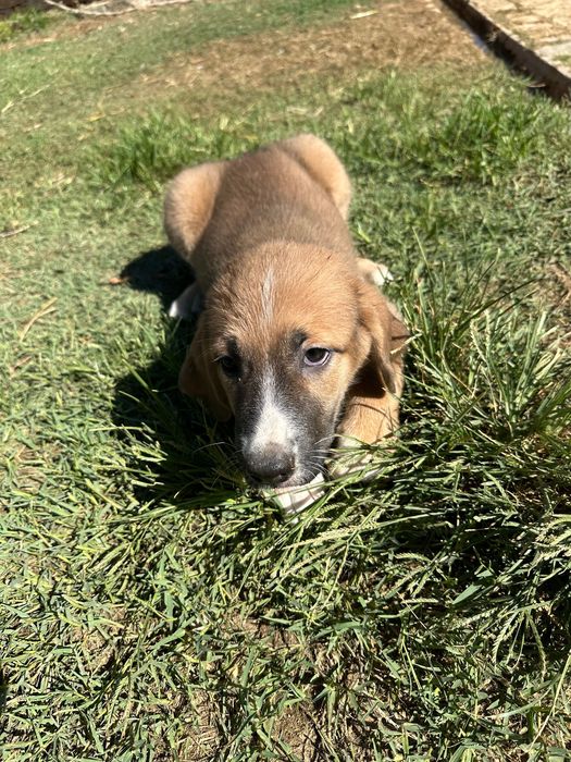 Cachorros à procura da sua familia