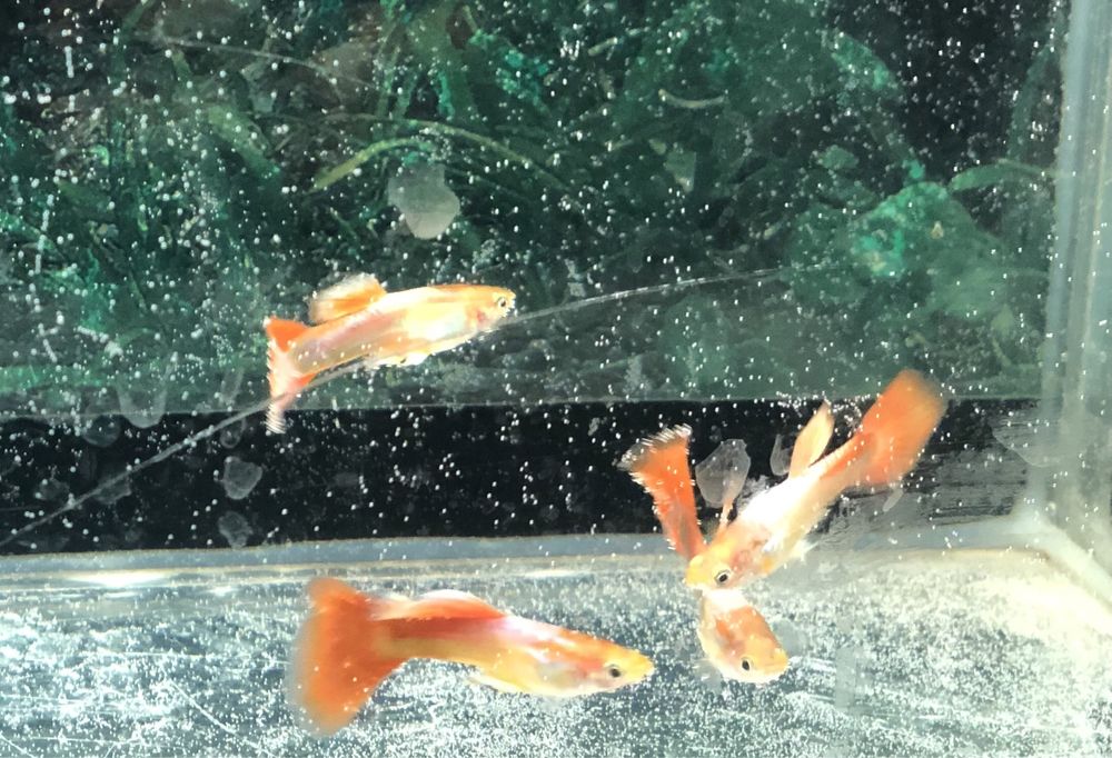 Продам Рыбок