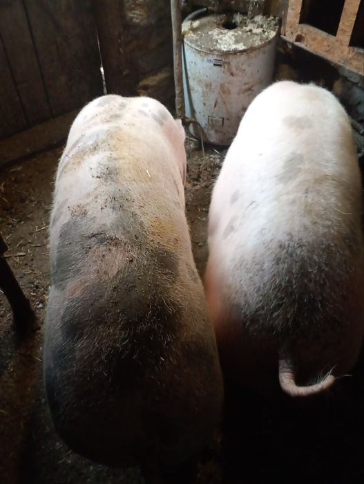 Свині живою вагою