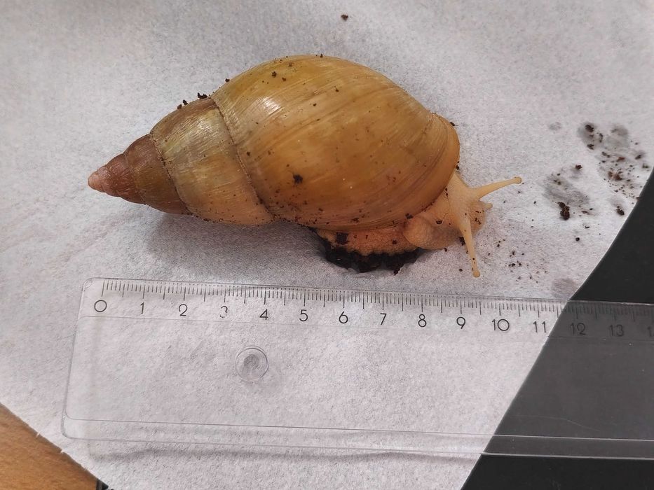 Ślimak afrykański Lissachatina (Achatina) fulica