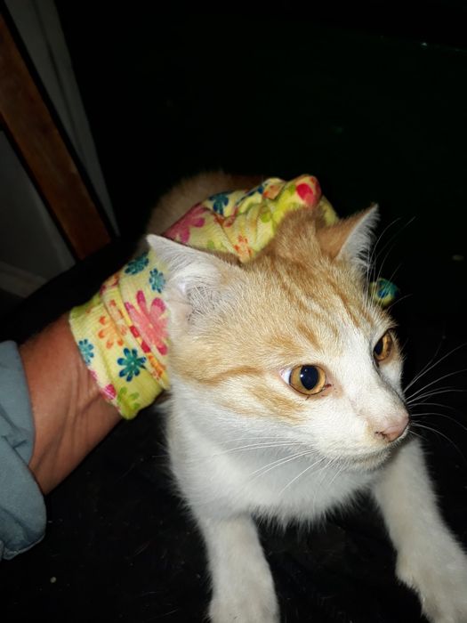 Підрощене гарне  кошеня