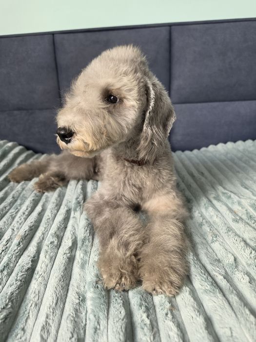 Bedlington terrier ZkwP Cotton Monkey FCI piesek