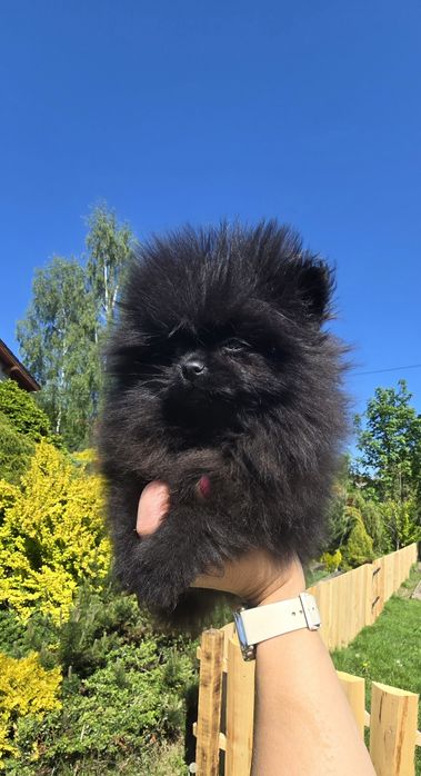 Szpic miniaturowy Pomeranian czarny piesek