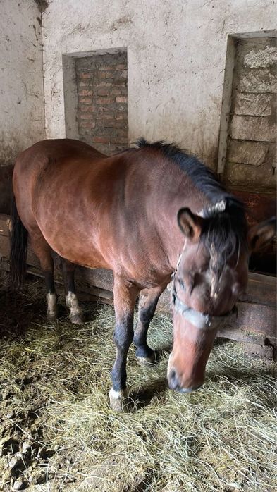 Продаётся кобыла