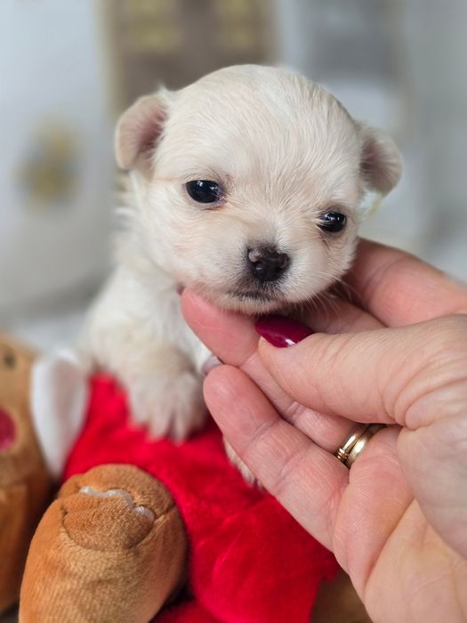 Cudna Chihuahua, ZkwP,  FCI!