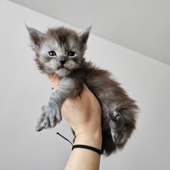 Koteczka Maine coon rodowód fpl fife