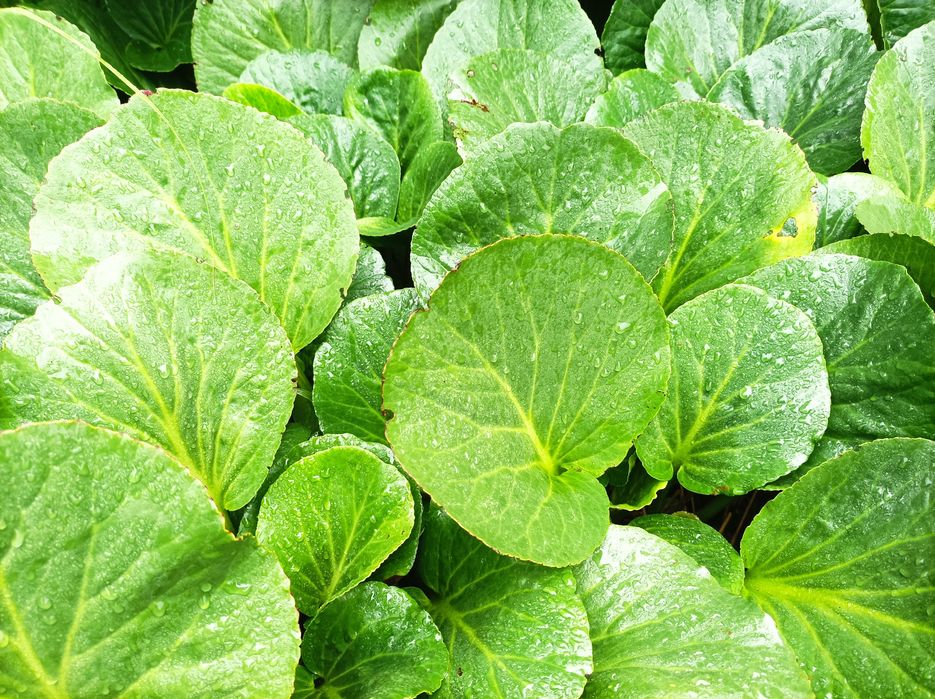 Bergenia ogrodowa 10 szt