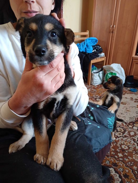 oddam psiaki maja po 2 miesiace