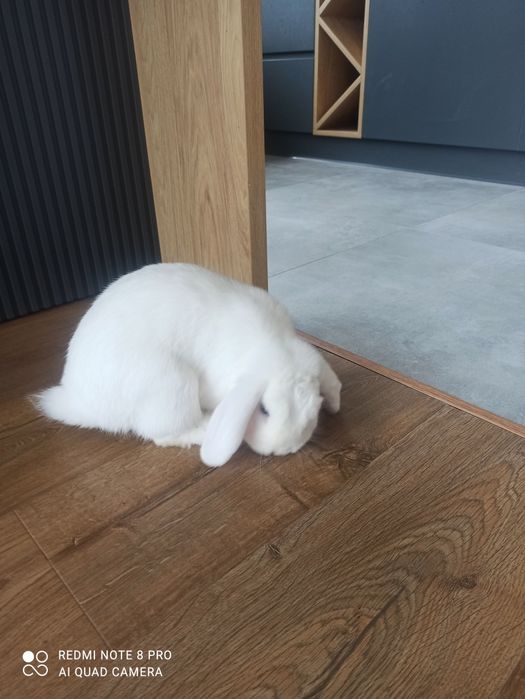 Sprzedam króliczka mini lop