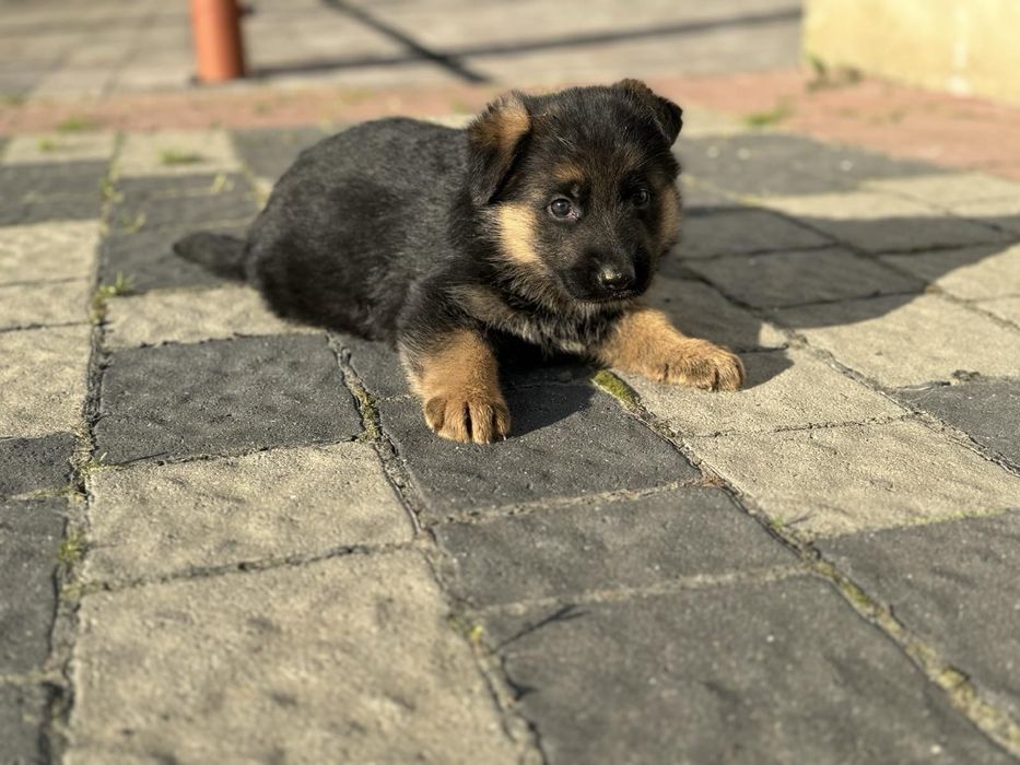 Німецька вівчарка ( дівчата та хлопчики )