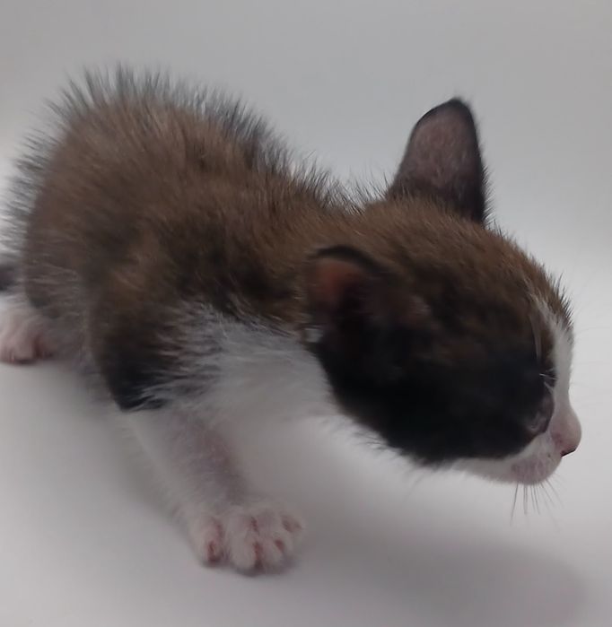 Gatos bebés para adopção responsável