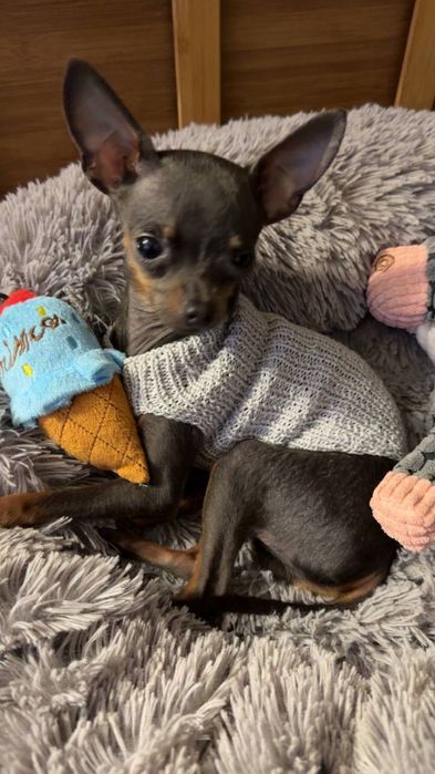 Той терьер цуценята