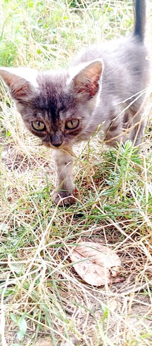 Котик скоттіш страйт