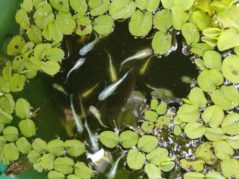 Medakas - Oryzias latipes