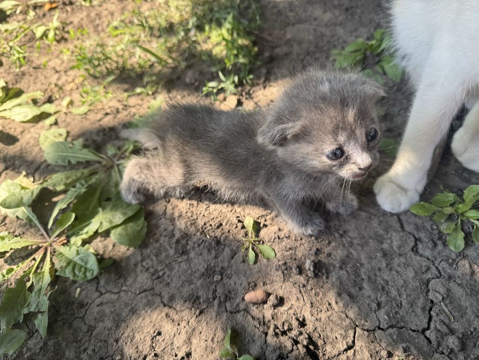 Кошеня для добрих людей (Scottish Fold)
