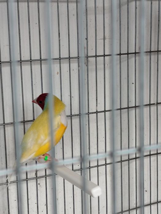 Vendo diamante gold