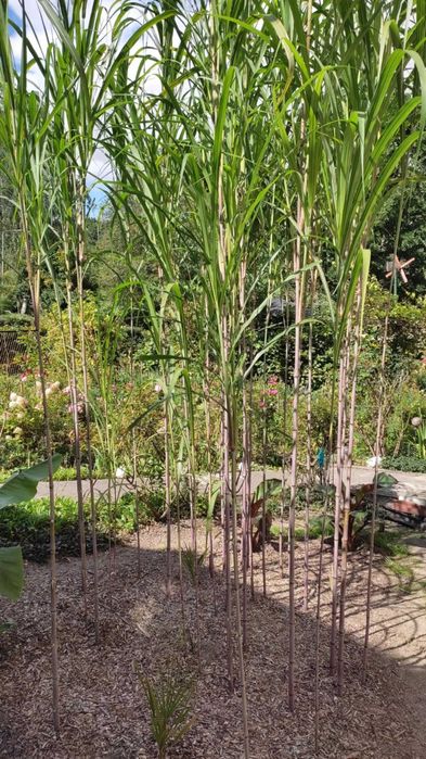 Miskant Lutarioriparius gruba najwyższa trawa 5-7m prawie jak Bambus