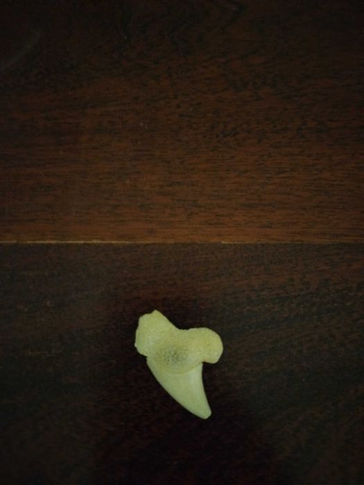 Dente de tubarão
