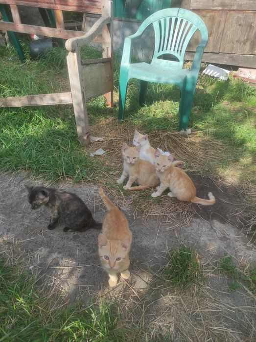 кошенята івано-франківск