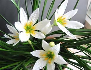 Зефірантес рожевий та білий