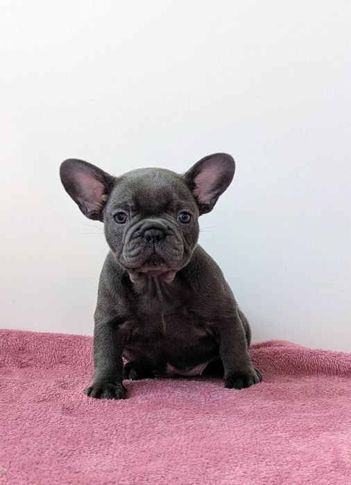 Buldog francuski -prześliczna sunia