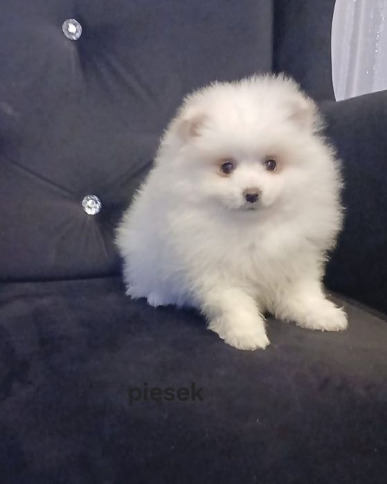 Pomeranian boo aktualne