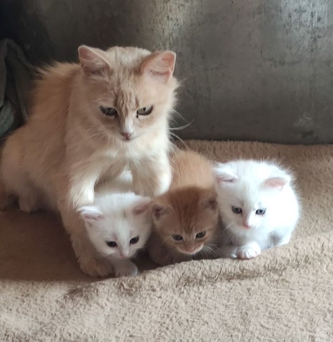 Гарненькі кошенятка шукають родину