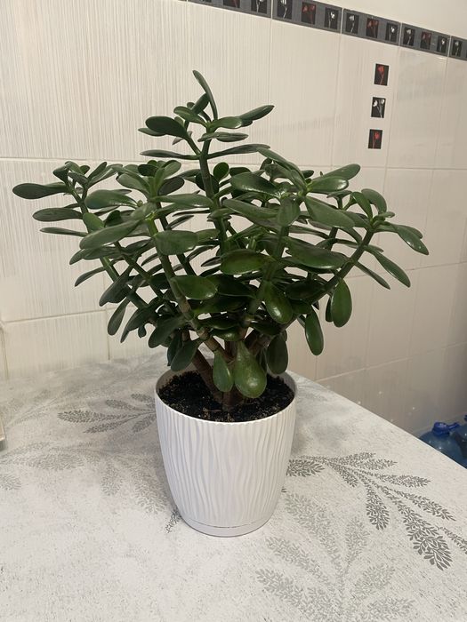 Грошове дерево вазон