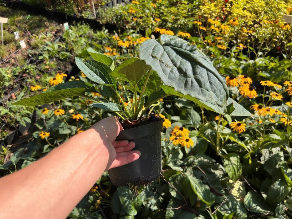 Rudbekia błyskotliwa 'Goldsturm' Złota;  (Rudbeckia fulgida)