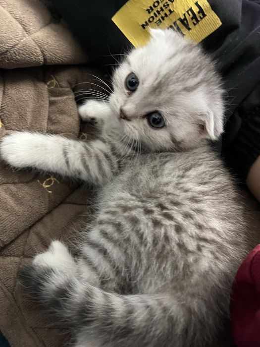 шотландські кошенята висловухі, та прямовухі.Чистокровні