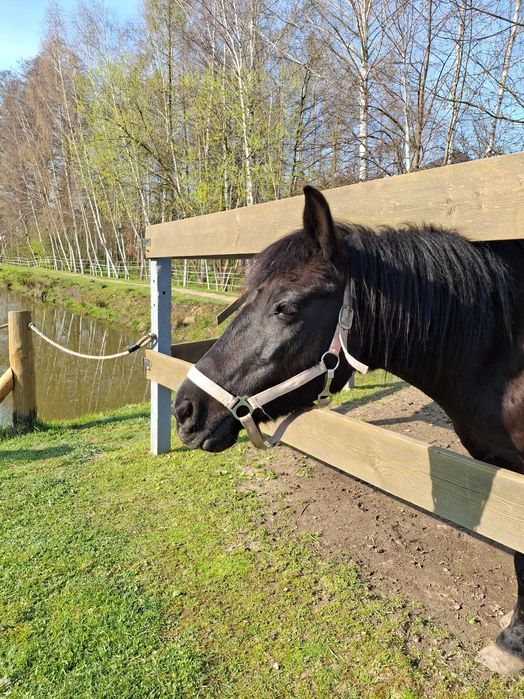 Klacz huculska do rekreacji