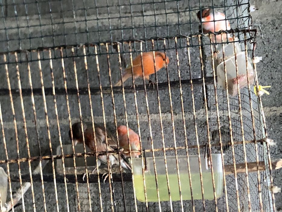 Cananios disponiveis ..