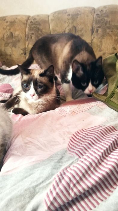 Котенок породы Сноу шу