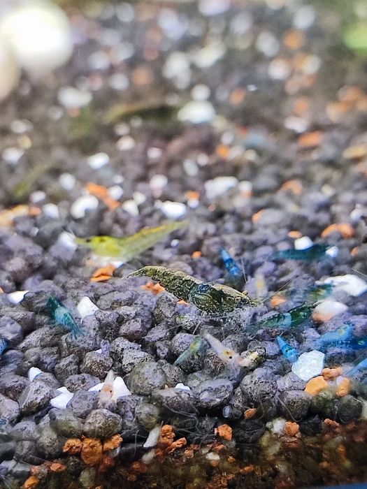 Camarões Neocaridina