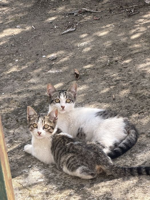 Gatinhos, gatos, gata