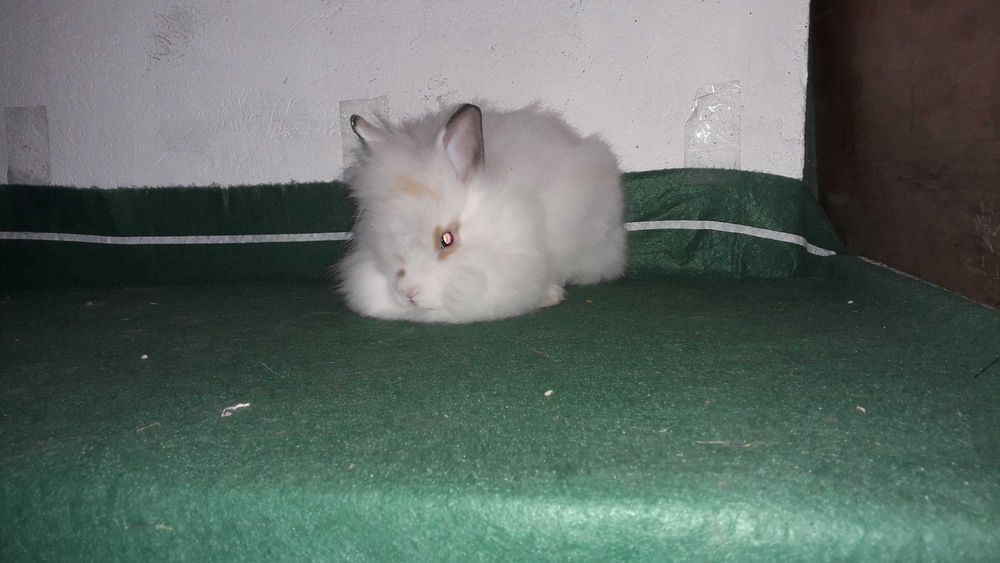 Декоративні карликові кролики