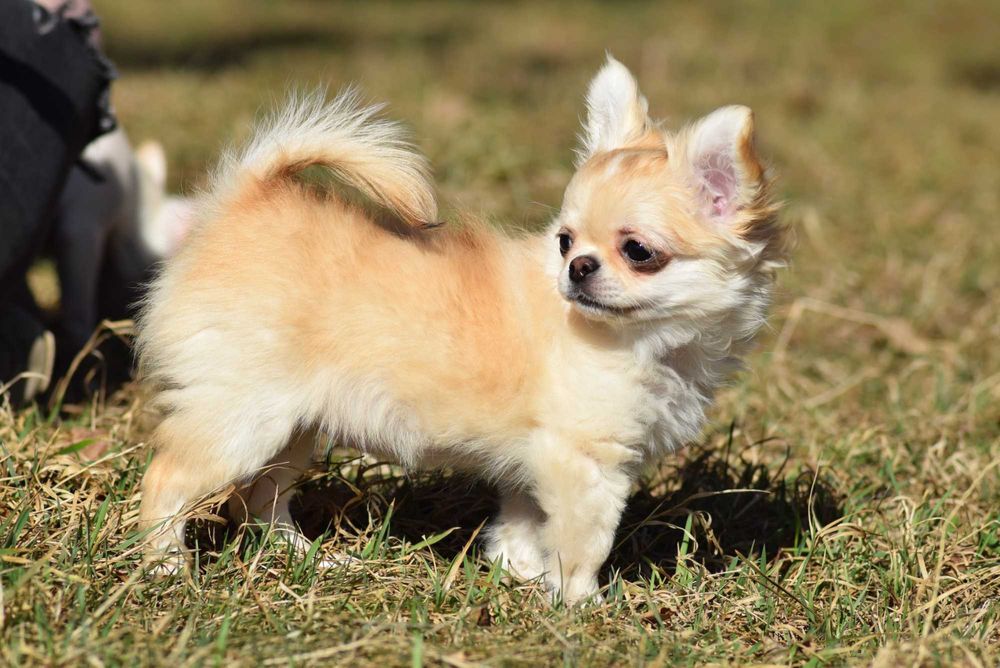 Chihuahua długowłosa suczka z rodowodem ZKwP FCI