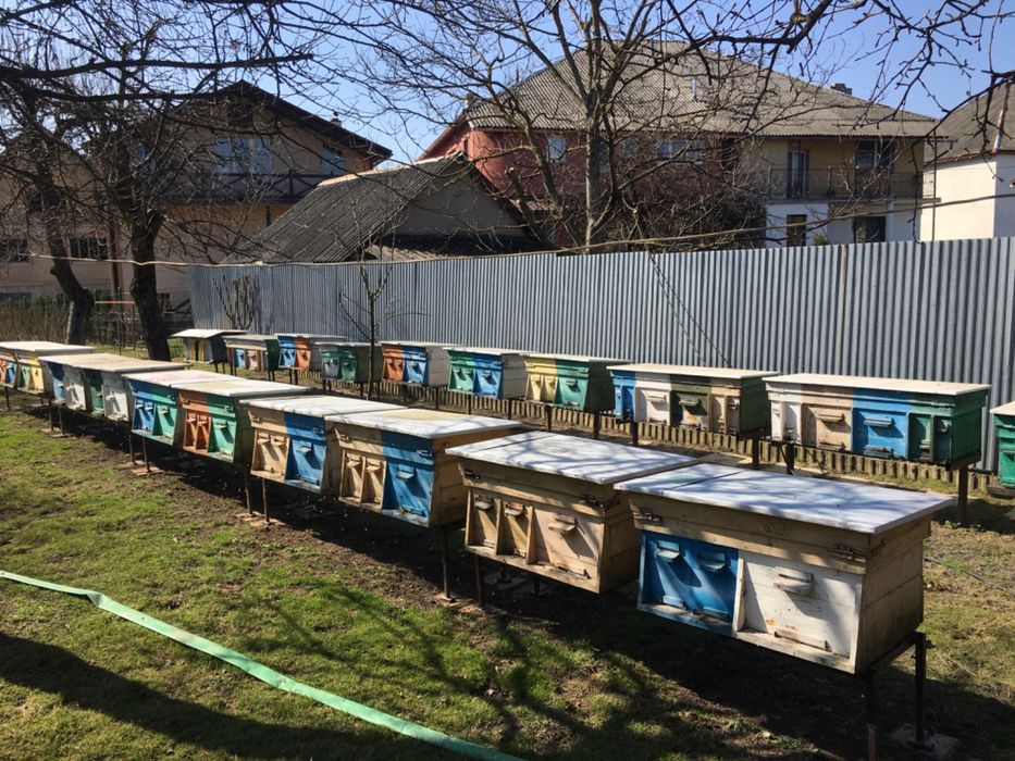 Бджолопаккти Свалява