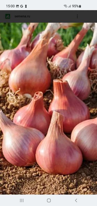 Шалот семейный на посадкк