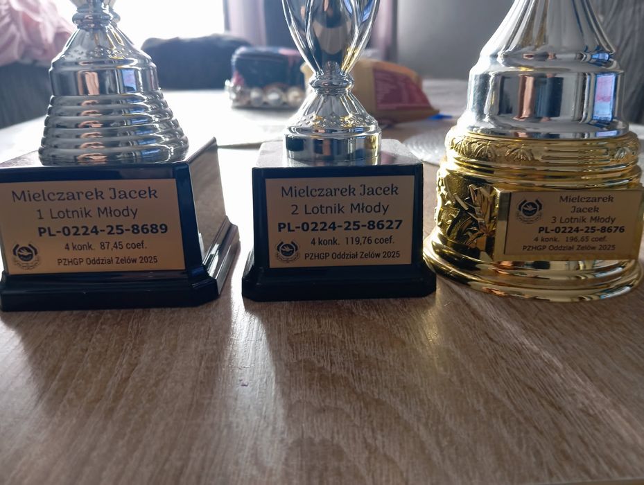 Młode gołębie pocztowe od MISTRZA